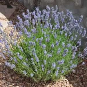 Set of 2 Provence Lavender Live Plants - 4-6