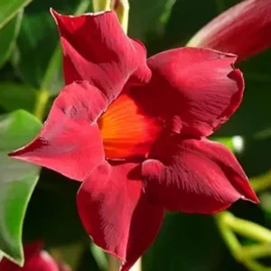 Set of 2 Red Mandevilla Live Plants – 4-6" Tall Flowering Vines Outdoor - Image 1