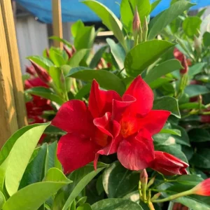 Set of 2 Red Mandevilla Live Plants – 4-6