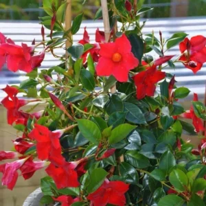Set of 2 Red Mandevilla Live Plants – 4-6