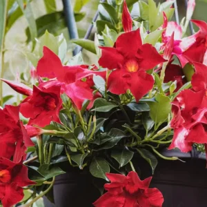 Set of 2 Red Mandevilla Live Plants – 4-6