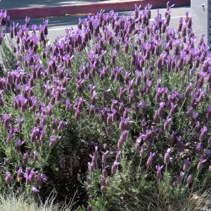 Set of 2 Spanish Eyes Lavender Live Plants - 4-6" Tall - Fragrant Perennial Flowers - Indoor/Outdoor - Image 2