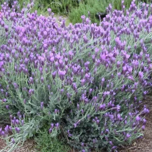 Set of 2 Spanish Eyes Lavender Live Plants - 4-6