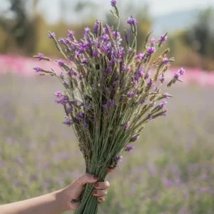 Set of 2 Spanish Eyes Lavender Live Plants - 4-6