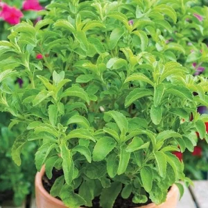 Set of 2 Stevia Live Plants – Sweet Leaf Herb 2-5" Tall – Natural Sugar Alternative for Containers - Image 1