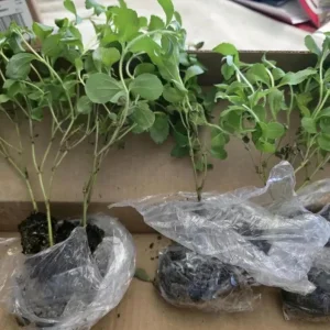 Set of 2 Stevia Live Plants – Sweet Leaf Herb 2-5