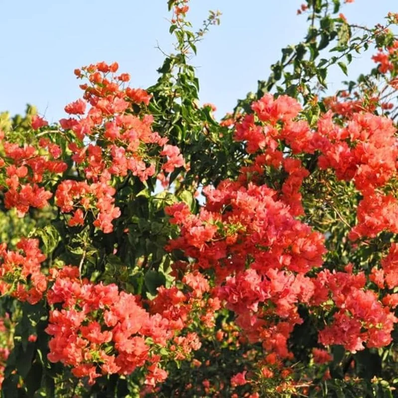 Set of 2 Sundown Orange Bougainvillea Live Plants - 4-6" Tall Tropical Vine - Image 2
