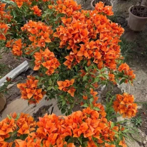 Set of 2 Sundown Orange Bougainvillea Live Plants - 4-6