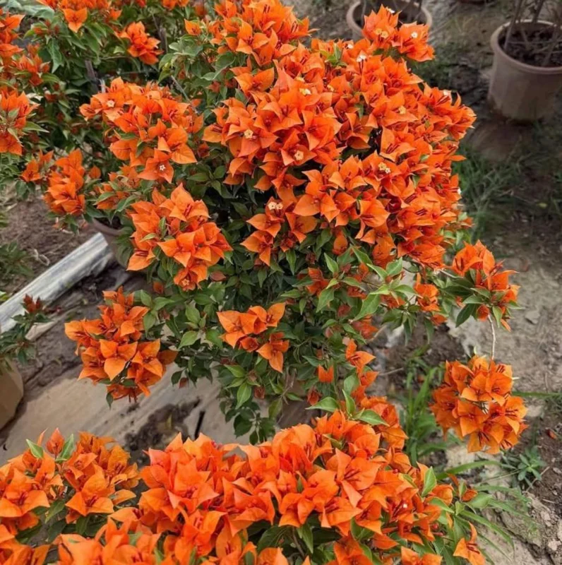 Set of 2 Sundown Orange Bougainvillea Live Plants - 4-6" Tall Tropical Vine - Image 4