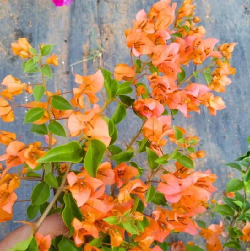 Set of 2 Sundown Orange Bougainvillea Live Plants - 4-6" Tall Tropical Vine - Image 5