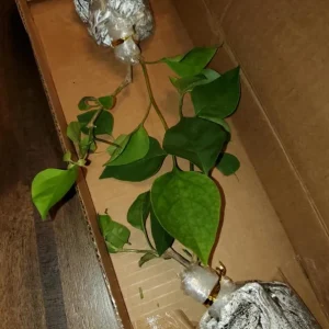 Set of 2 Sundown Orange Bougainvillea Live Plants - 4-6