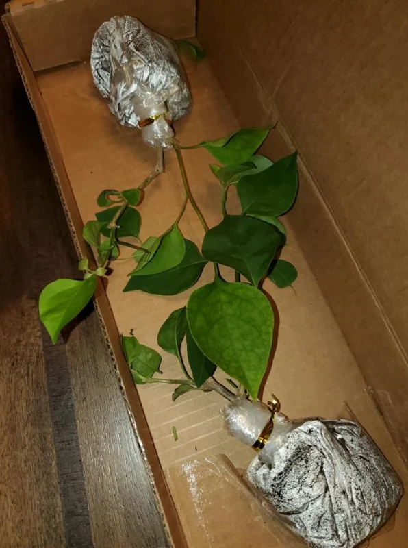 Set of 2 Sundown Orange Bougainvillea Live Plants - 4-6" Tall Tropical Vine - Image 6