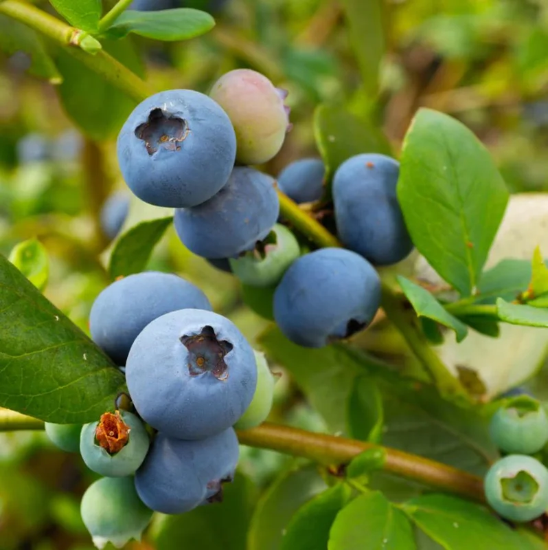 Set of 2 Sunshine Blueberry Live Plants, 4-6" Tall, Pollinator Friendly Fruit Plant, Outdoor Garden - Image 10
