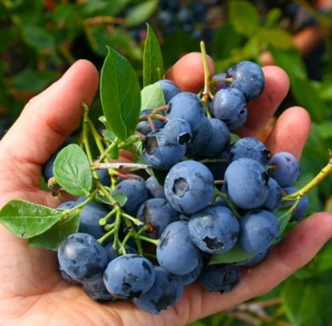 Set of 2 Sunshine Blueberry Live Plants, 4-6" Tall, Pollinator Friendly Fruit Plant, Outdoor Garden - Image 2