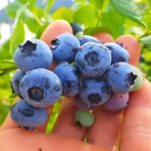Set of 2 Sunshine Blueberry Live Plants, 4-6
