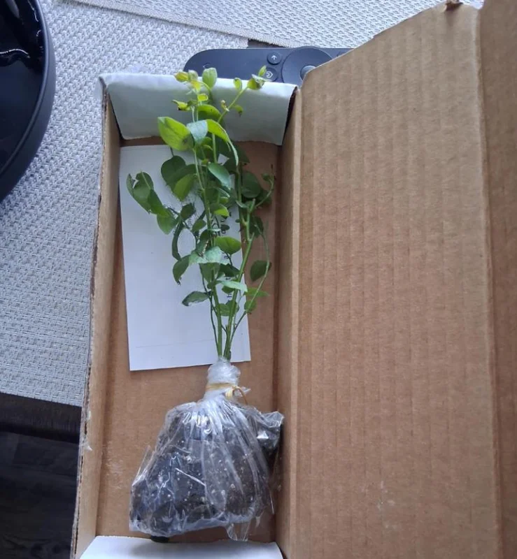 Set of 2 Sunshine Blueberry Live Plants, 4-6" Tall, Pollinator Friendly Fruit Plant, Outdoor Garden - Image 7