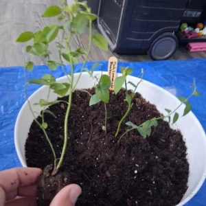 Set of 2 Sunshine Blueberry Live Plants, 4-6