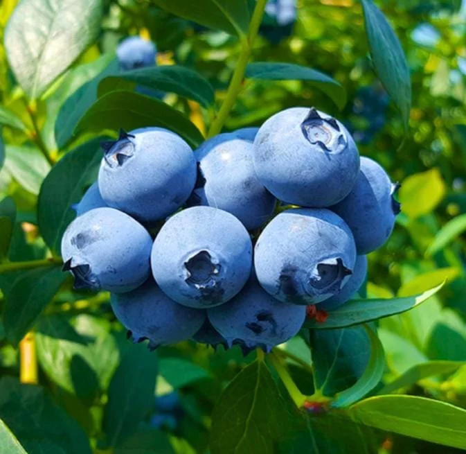 Set of 2 Sunshine Blueberry Live Plants, 4-6" Tall, Pollinator Friendly Fruit Plant, Outdoor Garden - Image 1