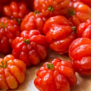 Set of 2 Surinam Cherry Live Plants - Eugenia uniflora - 3-5" Tall Tropical Fruit Tree - Image 2