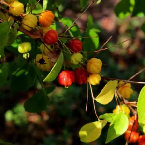 Set of 2 Surinam Cherry Live Plants - Eugenia uniflora - 3-5