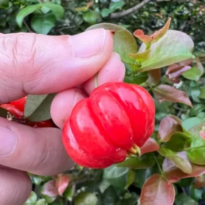 Set of 2 Surinam Cherry Live Plants - Eugenia uniflora - 3-5