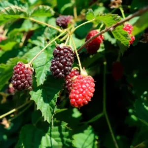 Set of 2 Sweet Boysenberry Live Plants - Starter Plants 4-6" Tall - Outdoor Fruit - Image 2
