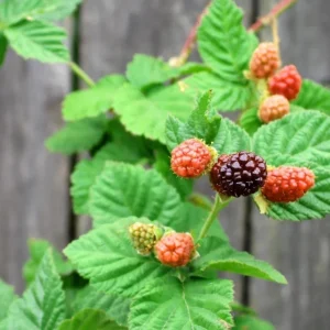 Set of 2 Sweet Boysenberry Live Plants - Starter Plants 4-6