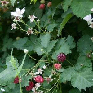 Set of 2 Sweet Boysenberry Live Plants - Starter Plants 4-6