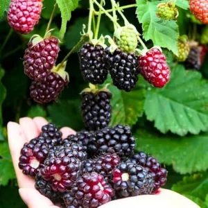 Set of 2 Sweet Boysenberry Live Plants - Starter Plants 4-6" Tall - Outdoor Fruit - Image 1