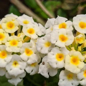 Set of 2 Trailing White Lantana Live Plants – 4-6” Tall – No Pot – Groundcover - Image 2