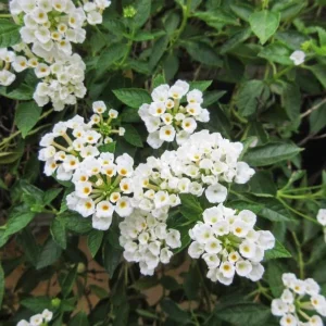 Set of 2 Trailing White Lantana Live Plants – 4-6” Tall – No Pot – Groundcover - Image 3