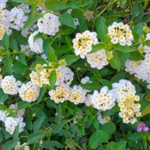 Set of 2 Trailing White Lantana Live Plants – 4-6” Tall – No Pot – Groundcover - Image 4