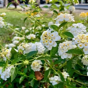 Set of 2 Trailing White Lantana Live Plants – 4-6” Tall – No Pot – Groundcover - Image 5
