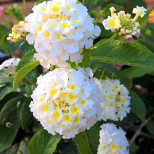 Set of 2 Trailing White Lantana Live Plants – 4-6” Tall – No Pot – Groundcover - Image 1