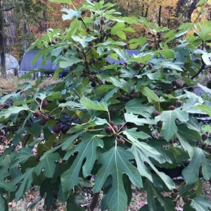 Set of 2 Violette de Bordeaux Fig Live Plant – 4-6" Tall – Cold Hardy Edible Fruit Tree - Image 2