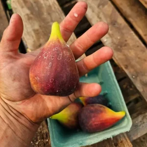 Set of 2 Violette de Bordeaux Fig Live Plant – 4-6