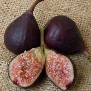 Set of 2 Violette de Bordeaux Fig Live Plant – 4-6