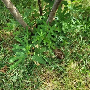 Set of 2 Violette de Bordeaux Fig Live Plant – 4-6