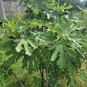 Set of 2 Violette de Bordeaux Fig Live Plant – 4-6