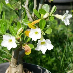 Set of 2 White Desert Rose Live Plants – Adenium Obesum – 4-6
