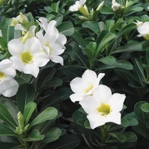 Set of 2 White Desert Rose Live Plants – Adenium Obesum – 4-6