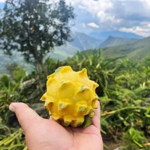 Set of 2 Yellow Dragon Fruit Live Plants - 3-6" Tall Selenicereus Megalanthus Fruiting Cactus Vine - Image 2