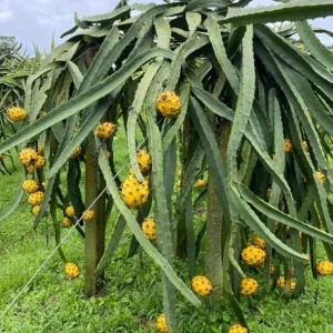 Set of 2 Yellow Dragon Fruit Live Plants - 3-6