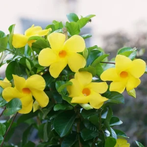 Set of 2 Yellow Mandevilla Live Plant Starter Vines – 4-6" Tall – Outdoor Tropical - Image 2