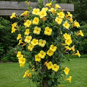 Set of 2 Yellow Mandevilla Live Plant Starter Vines – 4-6" Tall – Outdoor Tropical - Image 1