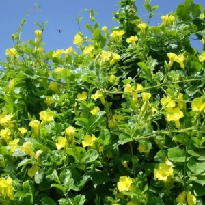 Set of 2 Yellow Mandevilla Live Plant Starter Vines – 4-6