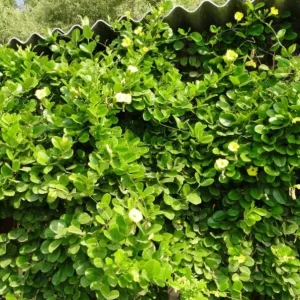 Set of 2 Yellow Mandevilla Live Plant Starter Vines – 4-6