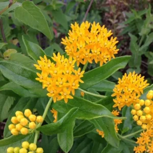 Set of 2 Yellow Milkweed Live Plants - 3-6" Tall Asclepias perennis for Butterflies - Image 1
