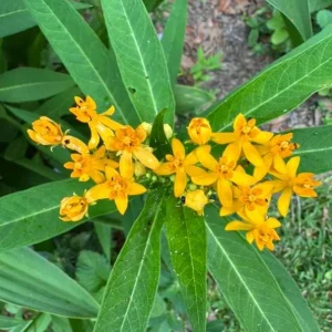 Set of 2 Yellow Milkweed Live Plants - 3-6