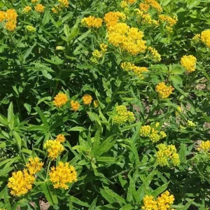 Set of 2 Yellow Milkweed Live Plants - 3-6